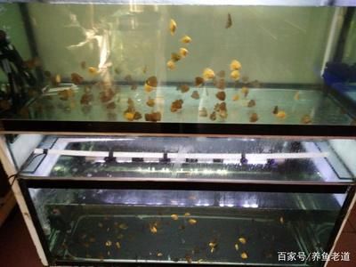 觀賞魚缸造景設計和注意事項和注意事項和注意事項：觀賞魚缸如何設置 魚缸百科 第1張