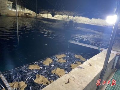 淡水魚高效養(yǎng)殖與疾病防治技術(shù)包括池塘高效養(yǎng)殖技術(shù)：關于淡水魚養(yǎng)殖的一些問題 魚缸百科 第1張