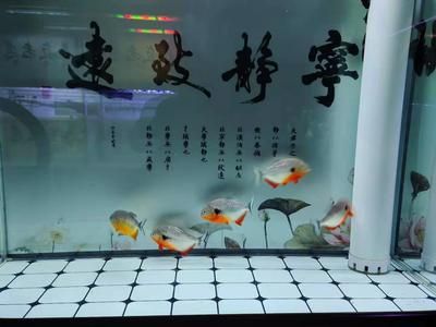 魚缸水發(fā)白霧蒙蒙怎么辦：如何解決魚缸水發(fā)白霧蒙蒙的問題