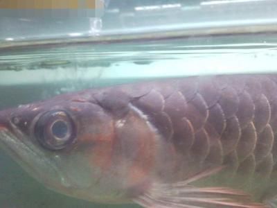 魚缸放石頭的注意事項(xiàng)：\u005cx0d\u005cx0d\u005cx0a亞克力包邊 魚缸百科