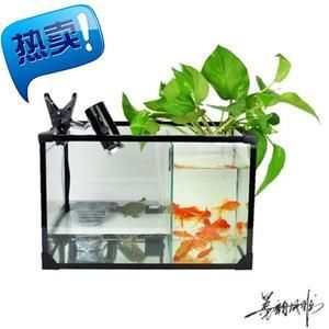 觀賞魚(yú)混養(yǎng)觀賞魚(yú)需要注意的誤區(qū)在混養(yǎng)觀賞魚(yú)的重要因素：混養(yǎng)觀賞魚(yú)混養(yǎng)觀賞魚(yú)需要注意什么 魚(yú)缸百科 第1張