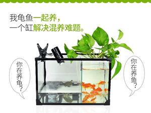 觀賞魚(yú)混養(yǎng)觀賞魚(yú)需要注意的誤區(qū)在混養(yǎng)觀賞魚(yú)的重要因素：混養(yǎng)觀賞魚(yú)混養(yǎng)觀賞魚(yú)需要注意什么 魚(yú)缸百科 第4張