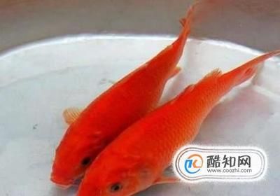 紅鯉魚(yú)魚(yú)缸異味的自然法除了使用化學(xué)藥品外，還需要及時(shí)清理：如何解決紅鯉魚(yú)的魚(yú)缸異味 魚(yú)缸百科 第2張