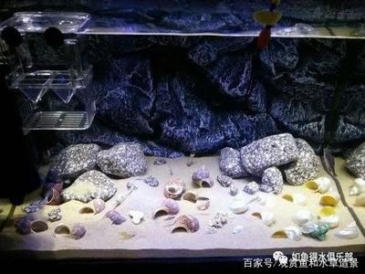 魚缸過濾器是否可以放入魚缸養(yǎng)魚，以及如何正確使用：如何正確使用魚缸過濾器？ 魚缸百科 第3張