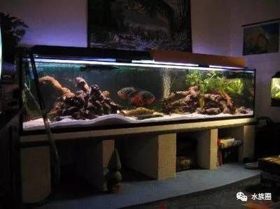 地圖魚魚缸的造景方案：地圖魚魚缸的造景 魚缸百科 第2張