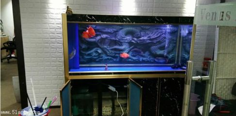 海寧水族箱養(yǎng)護(hù)秘籍：水族箱養(yǎng)護(hù)秘籍 魚缸百科 第1張