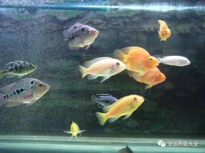 海鹽放魚(yú)缸里會(huì)一直是咸的嗎：海鹽放入魚(yú)缸后鹽分濃度并不會(huì)一直保持不變 魚(yú)缸百科 第2張