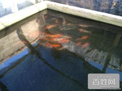 滑縣水族養(yǎng)護(hù)攻略：河南滑縣道口天王水族魚(yú)缸銷售點(diǎn)：水族養(yǎng)護(hù)全攻略 魚(yú)缸百科 第3張