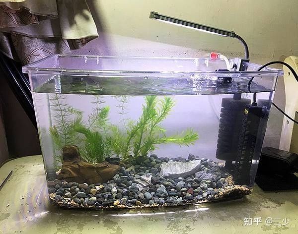 如何選擇適合鳳尾魚的水草：鳳尾魚魚缸中的水草需要考慮水草的生長習(xí)性、鳳尾魚