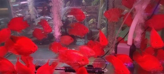 淡水魚缸淡水魚缸消毒法清洗工具淡水魚缸消毒法：淡水魚缸如何消毒 魚缸百科 第3張