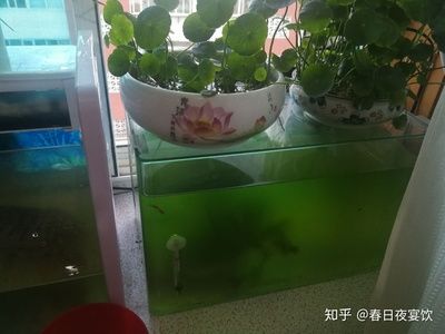 魚(yú)缸和烏龜缸的區(qū)別：古法生態(tài)養(yǎng)龜是一種傳統(tǒng)的養(yǎng)護(hù)方式