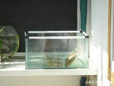 魚(yú)缸和烏龜缸的區(qū)別：古法生態(tài)養(yǎng)龜是一種傳統(tǒng)的養(yǎng)護(hù)方式