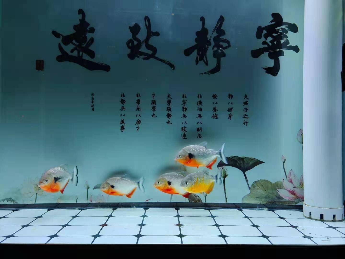 魚缸水位控制的重要性：如何調(diào)節(jié)底濾缸中水位 魚缸百科 第2張