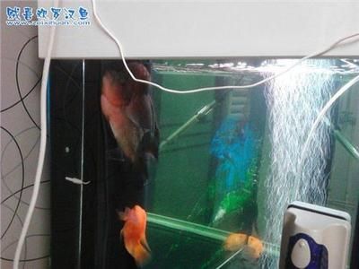 魚缸換水后出現(xiàn)大量微小氣泡是怎么回事：剛換完水魚缸里出現(xiàn)大量微小氣泡可能是什么原因引起的 魚缸百科 第1張