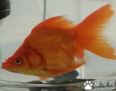 觀賞魚換水的頻率是固定的，它會受到多種因素的影響：觀賞魚換水的頻率可以根據(jù)以下幾個方面進行調(diào)整 魚缸百科 第2張