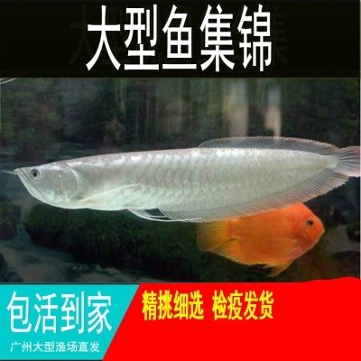 廣州購(gòu)買魚缸及魚苗的方法：廣州購(gòu)買魚缸及魚缸及魚苗的地方主要有以下幾個(gè)地方 魚缸百科 第4張