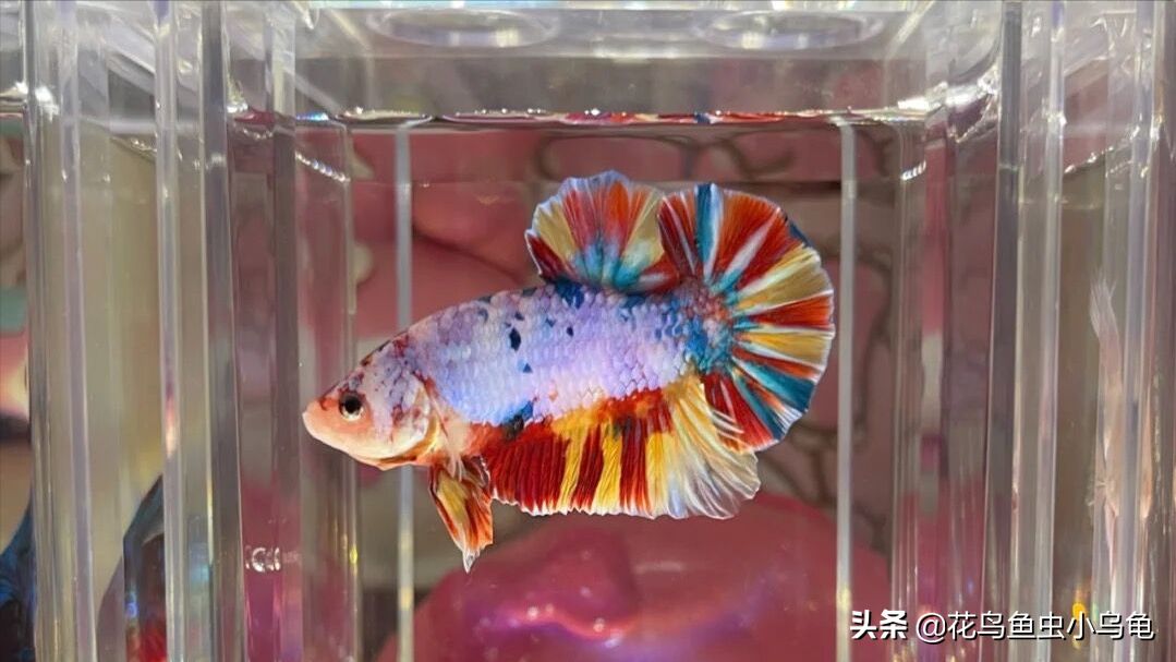 黑魚(yú)可以養(yǎng)在魚(yú)缸里的，但需要注意水質(zhì)和飼料、飼料、病害防治：黑魚(yú)可以養(yǎng)在魚(yú)缸里嗎？ 魚(yú)缸百科 第1張