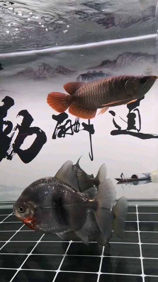 打卡，blazers17評(píng)論：666：blazers17打卡 觀賞魚(yú)論壇