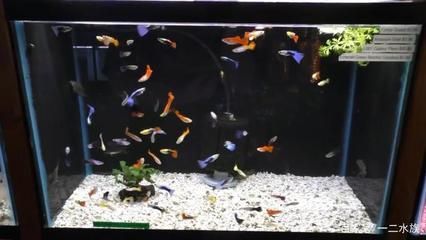 鳳尾魚的魚缸水位的合適程度與其他觀賞魚的合適程度：鳳尾魚的養(yǎng)殖技巧 魚缸百科 第1張