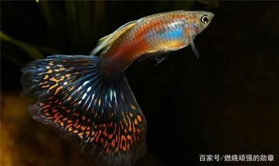 鳳尾魚的魚缸水位的合適程度與其他觀賞魚的合適程度：鳳尾魚的養(yǎng)殖技巧 魚缸百科 第3張