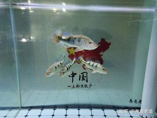 清理魚(yú)缸中糞便的方法：清理觀景魚(yú)缸中的糞便的方法是清理觀景魚(yú)缸中的糞便 魚(yú)缸百科 第1張