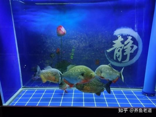 清理魚(yú)缸中糞便的方法：清理觀景魚(yú)缸中的糞便的方法是清理觀景魚(yú)缸中的糞便 魚(yú)缸百科 第3張