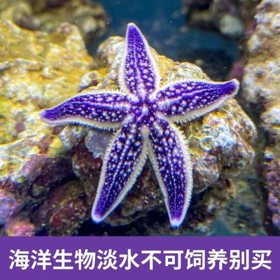 海星魚(yú)缸是一種特殊的專(zhuān)業(yè)知識(shí)和技巧與技巧與誤區(qū)：如何為海星打造理想的家 魚(yú)缸百科 第1張