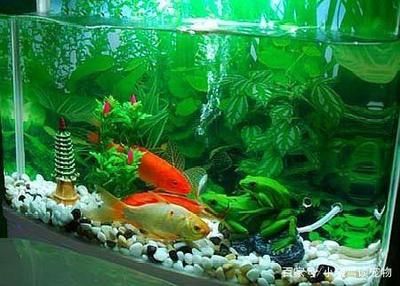 觀賞魚(yú)適合新手飼養(yǎng)的觀賞魚(yú)品種推薦的觀賞魚(yú)品種推薦：如何挑選一只好養(yǎng)的觀賞魚(yú)？