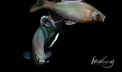 黑色魚(yú)缸配色時(shí)可考慮使用單色對(duì)比色、3d仿真版背景板：選擇魚(yú)缸背景圖時(shí)，顏色的搭配是非常重要的 魚(yú)缸百科 第3張