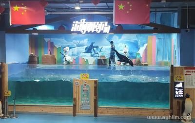 海陽市水族箱養(yǎng)護指南：海陽市水臺水臺水臺水族館成立于2016年12月13日