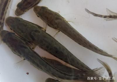 黑魚魚缸養(yǎng)殖指南：選擇合適的魚缸、管理和季節(jié)性管理和季節(jié)性管理：黑魚養(yǎng)殖指南 魚缸百科 第3張