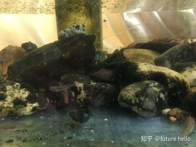 花鰱魚在魚缸中怎么養(yǎng)好花鰱魚在魚缸中養(yǎng)殖花鰱魚：花鰱魚在魚缸中怎么養(yǎng)好 魚缸百科 第2張