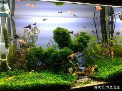 觀賞魚缸燈的使用是否需要24小時亮著：觀賞魚缸燈的使用 魚缸百科 第2張