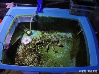 魚(yú)缸濾材的選擇指南了解不同種類型的魚(yú)缸濾材的選擇指南：新買的魚(yú)缸濾材如何清洗 魚(yú)缸百科 第2張