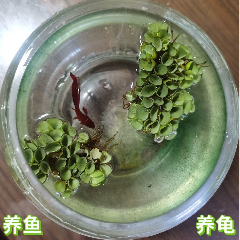 魚缸造景的藝術(shù)與技巧：葫蘆可以作為魚缸造景的裝飾物，陶瓷流水?dāng)[件窯變葫蘆