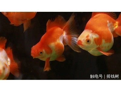 觀賞魚的生存離不開氧氣，如果沒有氧氣，養(yǎng)魚缸就變得尤為重要：如何在缺氧的情況下養(yǎng)魚 魚缸百科 第3張