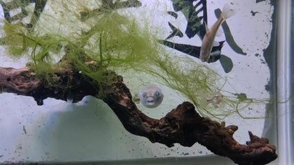 狗頭魚是一種觀賞魚，通常不建議將其作為石英球使用于魚缸中：熱帶魚的飼養(yǎng)秘籍 魚缸百科 第4張