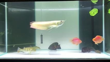 飛鳳魚的飼養(yǎng)方法：如何選擇適合飛鳳魚的魚缸 魚缸百科 第4張