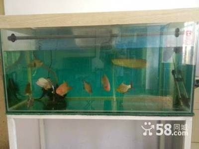 桓臺縣水族文化探秘桓臺縣水族文化探秘桓臺縣二手魚缸翻新技巧：桓臺二手魚缸市場 魚缸百科 第1張