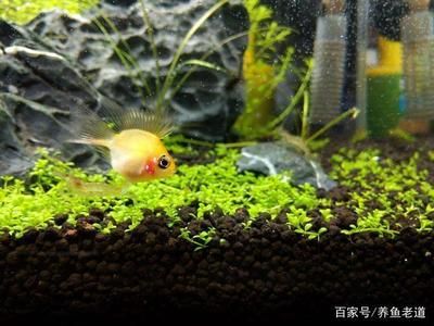 荷蘭鳳凰魚的飼養(yǎng)方法：荷蘭鳳凰的魚缸大小應(yīng)該取決于以下幾個(gè)因素取決于以下幾個(gè)因素 魚缸百科 第3張