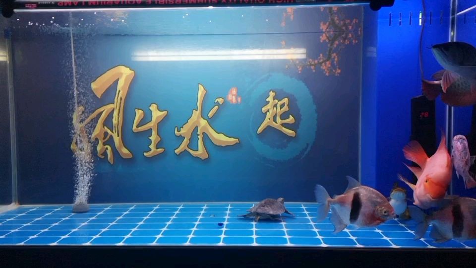 大家?guī)兔﹁b定下算不算空氣缸魚鄰翼哥評論：絕對算算：大家?guī)兔﹁b定下算不算空氣缸 觀賞魚論壇 第1張