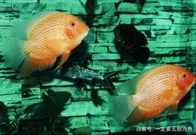 飛鳳魚(yú)繁殖技巧：關(guān)于飛鳳魚(yú)的繁殖技巧 魚(yú)缸百科 第4張