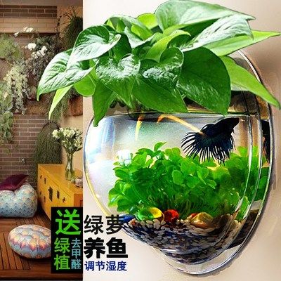 魚缸氣泡的解決方法：換水后魚缸壁上出現(xiàn)氣泡怎么辦？ 魚缸百科 第3張