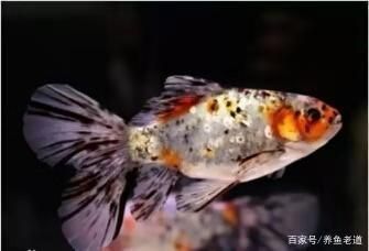 魚缸過濾系統(tǒng)大揭秘魚缸過濾系統(tǒng)大揭秘魚缸過濾系統(tǒng)大揭秘：養(yǎng)魚與生態(tài)平衡 魚缸百科 第3張