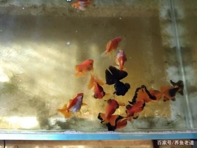 養(yǎng)魚是否選擇黑色的魚缸取決于個人喜好和養(yǎng)魚的種類：養(yǎng)魚是否選擇黑色的魚缸