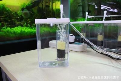 魚缸壁出現(xiàn)氣泡可能與多種因素有關(guān)魚缸壁上的氣泡可能與多種因素有關(guān)：如何解決魚缸壁上的氣泡問題 魚缸百科 第1張