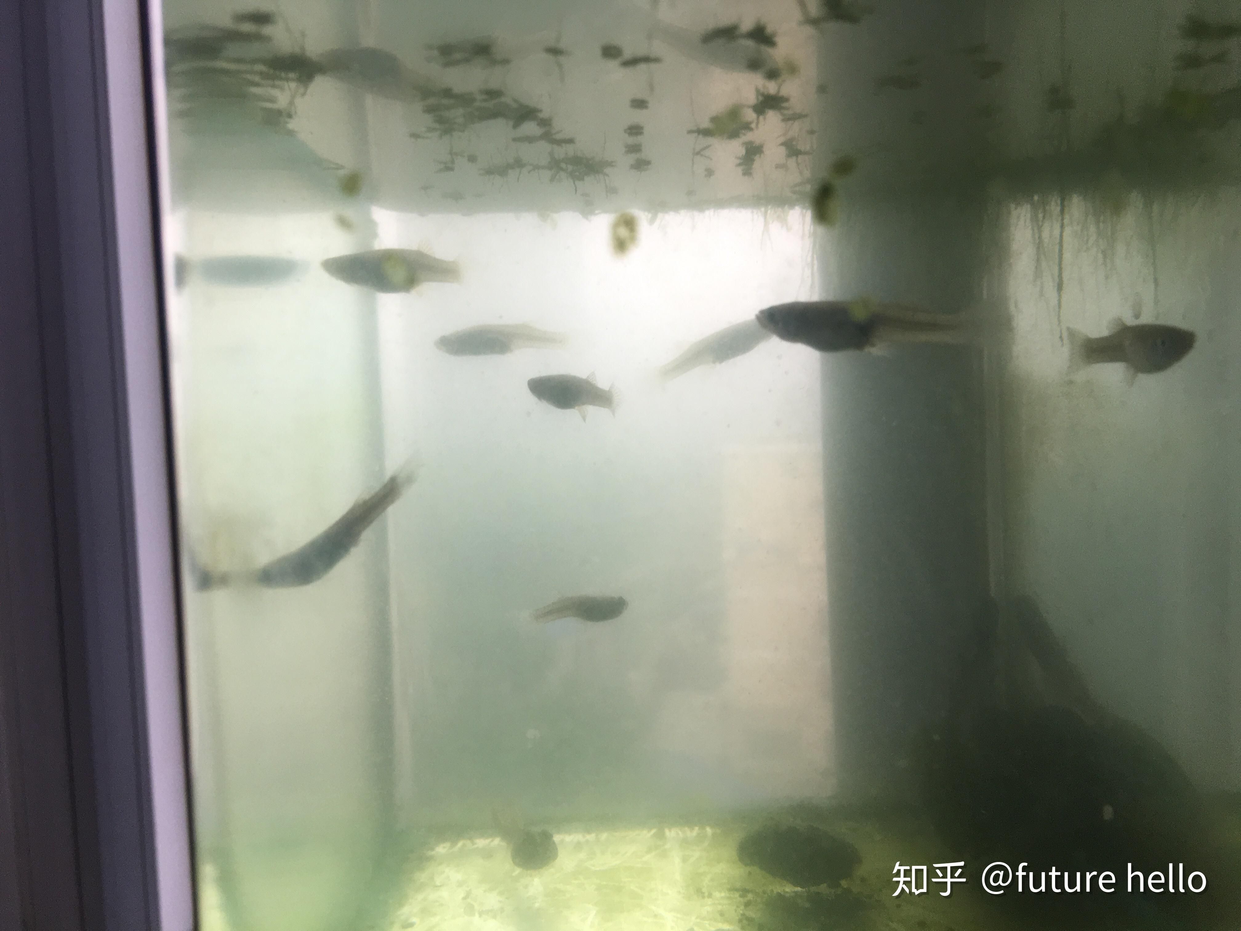 黑色魚缸適合養(yǎng)哪些魚？：如何選擇適合黑色魚缸的觀賞魚