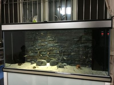 水族箱造景的藝術(shù)與技巧——底濾魚缸：底濾魚缸布景需要考慮到魚缸的深度、光照、光照、水質(zhì)等因素 魚缸百科 第1張