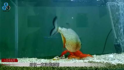 電鰻魚缸換水的詳細(xì)步驟和注意事項(xiàng)：電鰻的飼養(yǎng)環(huán)境揭秘 魚缸百科 第1張