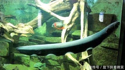 電鰻魚缸換水的詳細(xì)步驟和注意事項(xiàng)：電鰻的飼養(yǎng)環(huán)境揭秘 魚缸百科 第3張